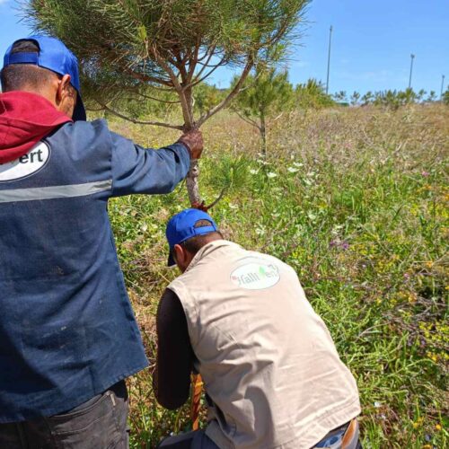 entretien des espace verts